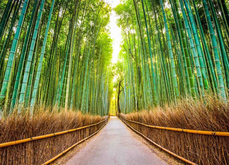 Tapeta bambusová stezka Tapeta bambusová stezka