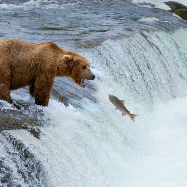 Tapeta Medvědi na lovu Tapeta Medvědi na lovu