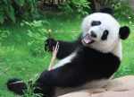 Tapeta Panda Tapeta Panda