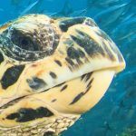Tapeta mořská želva Tapeta mořská želva