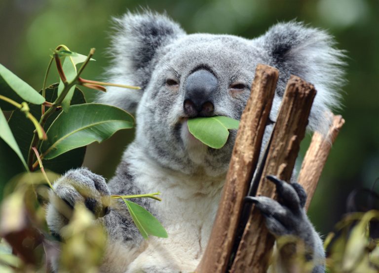 Tapeta Koala Tapeta Koala