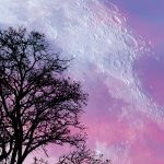 Obraz Měsíc a strom Obraz Měsíc a strom
