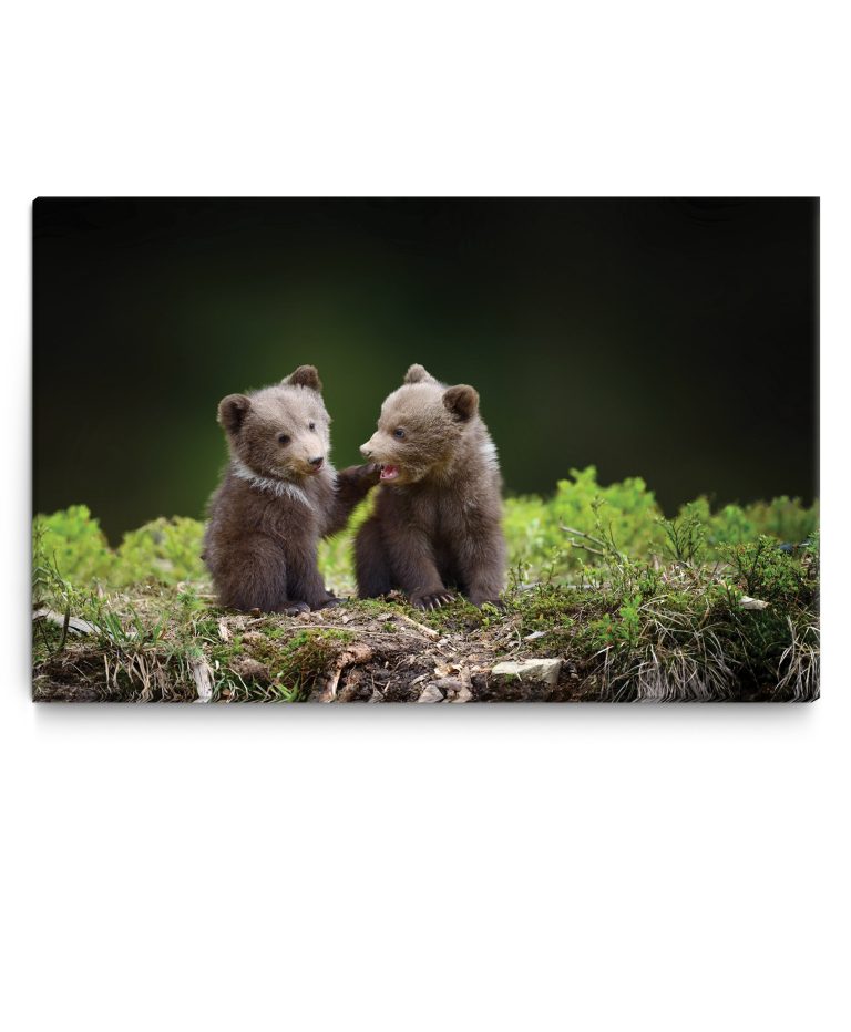 Obraz medvíďata v lese Obraz medvíďata v lese