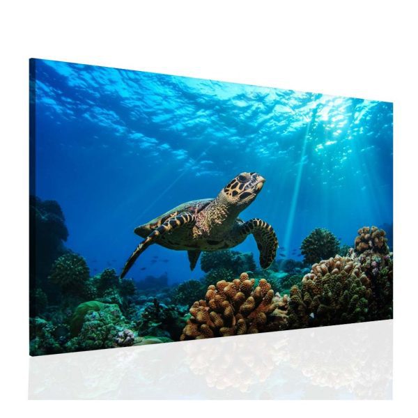 Obraz Mořská želva Obraz Mořská želva
