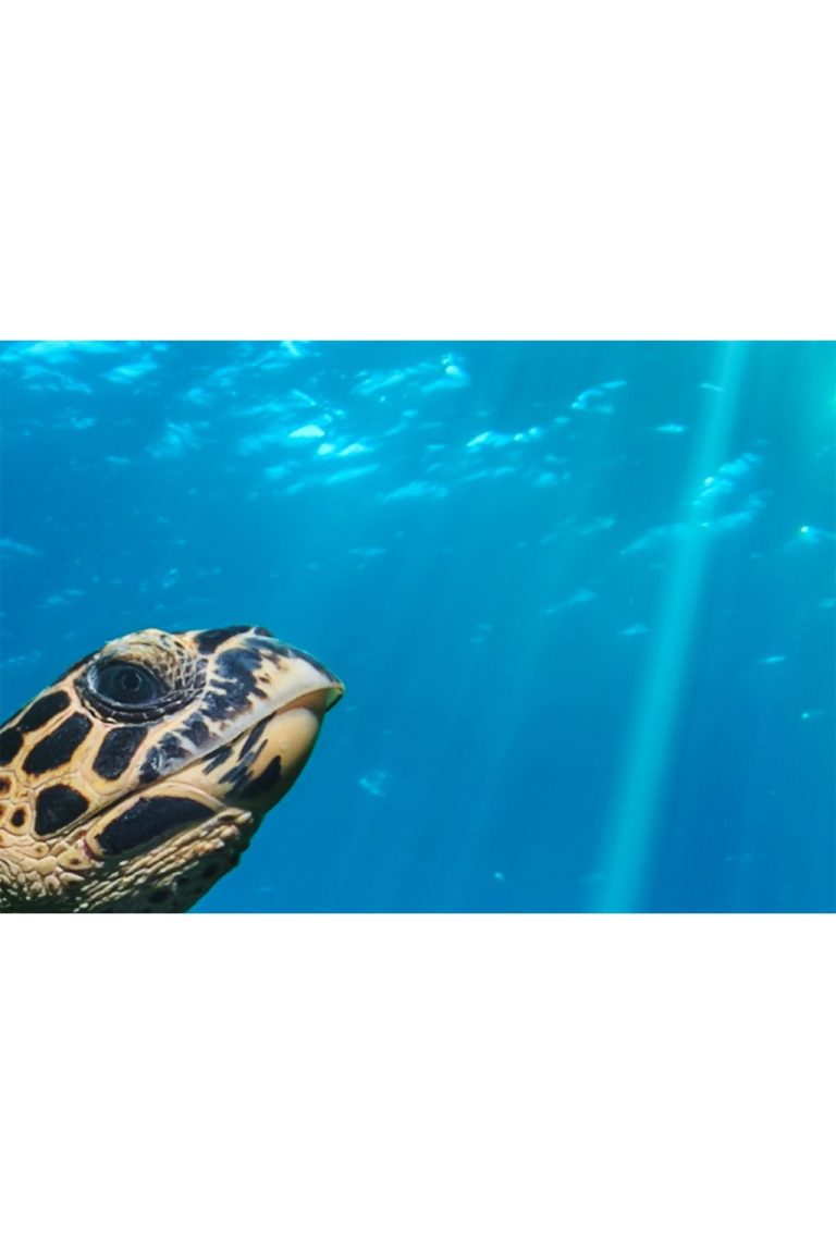 Obraz Mořská želva Obraz Mořská želva