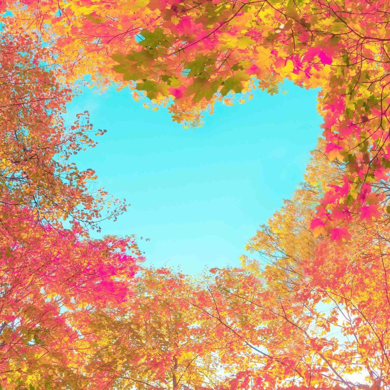 Obraz Srdce v korunách stromů Obraz Srdce v korunách stromů