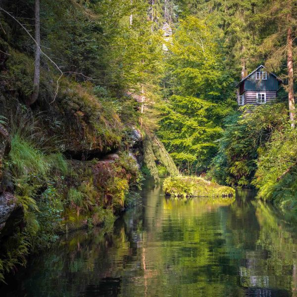 Tapeta Lesní království Tapeta Lesní království