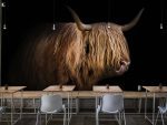 Tapeta Highland Cattle Tapeta Highland Cattle