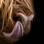 Tapeta Highland Cattle Tapeta Highland Cattle