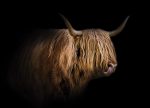 Tapeta Highland Cattle Tapeta Highland Cattle