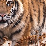 Tapeta Bengalský tygr Tapeta Bengalský tygr