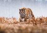 Tapeta Bengalský tygr Tapeta Bengalský tygr